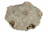 Silurian Crinoid Calyx (Marsupiocrinus) - Tennessee #189498-1